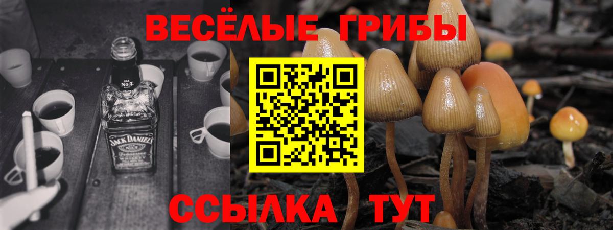 Галлюциногенные грибы Psilocybe Ангарск